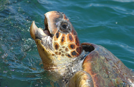 12477442-Charter-Ionisches-Meer-Kefalonia-Schildkroeten.jpg
