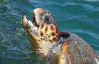 Ionisches Meer Charter Ionisches Meer Kefalonia Schildkroeten