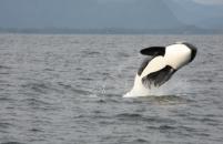 Kanada-Bootscharter kanada Vancouver Island Orca Wal