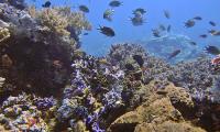 Kleine Antillen Yachtcharter Karibik Korallenriff