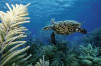 Kleine Antillen Charter Karibik Schnorcheln Schildkroete