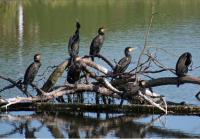 Mecklenburgische Seenplatte Charter Mecklenburgische Seenplatte Kormorane