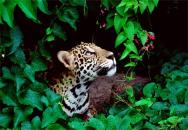 Mexiko / Yucatan-Bootscharter Mexico Yucatan Jaguar