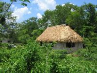 Mexiko / Yucatan Charter Mexico Yucatan Huette Baeume