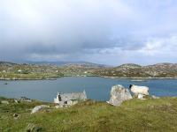 Schottland Bootscharter Schottland Hebriden mit Schaf