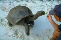 Seychellen Seychellen Yachtcharter Riesenschildkroeten Curieuse