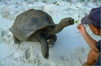 Seychellen-Seychellen Yachtcharter Riesenschildkroeten Curieuse