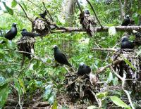 Seychellen Bootscharter Seychellen Cousin Island Vögel