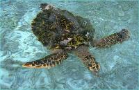 Seychellen Yacht Charter Seychellen Wasserschildkroeten Schnorcheln