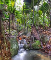 Seychellen Charter Seychellen Praslin Wald