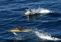 Sporaden Charter Sporaden Delfine
