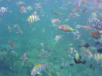 Thailand Charter Thailand Fische im Riff