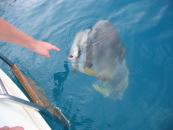 Whitsundays / Great Barrier Reef-Bootscharter Australien Whitsundays Fisch